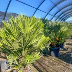 Palmička nízka (Chamaerops Humilis) - výška kmeňa 10-20 cm, celková výška 60-80 cm, kont. C15L  (-14°C) - 3 až 5 paliem v jednom kvetináči